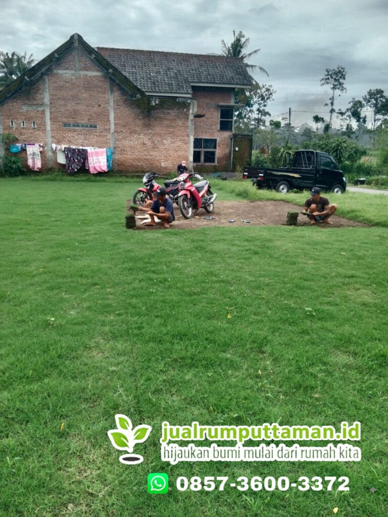 rumput jepang situbondo