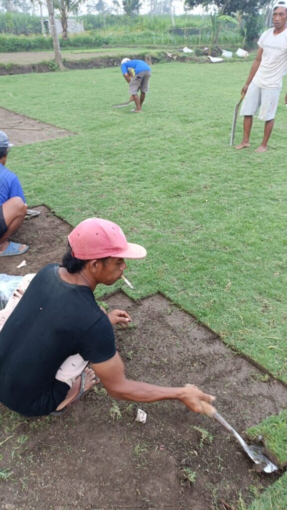 jual rumput jepang kota probolinggo