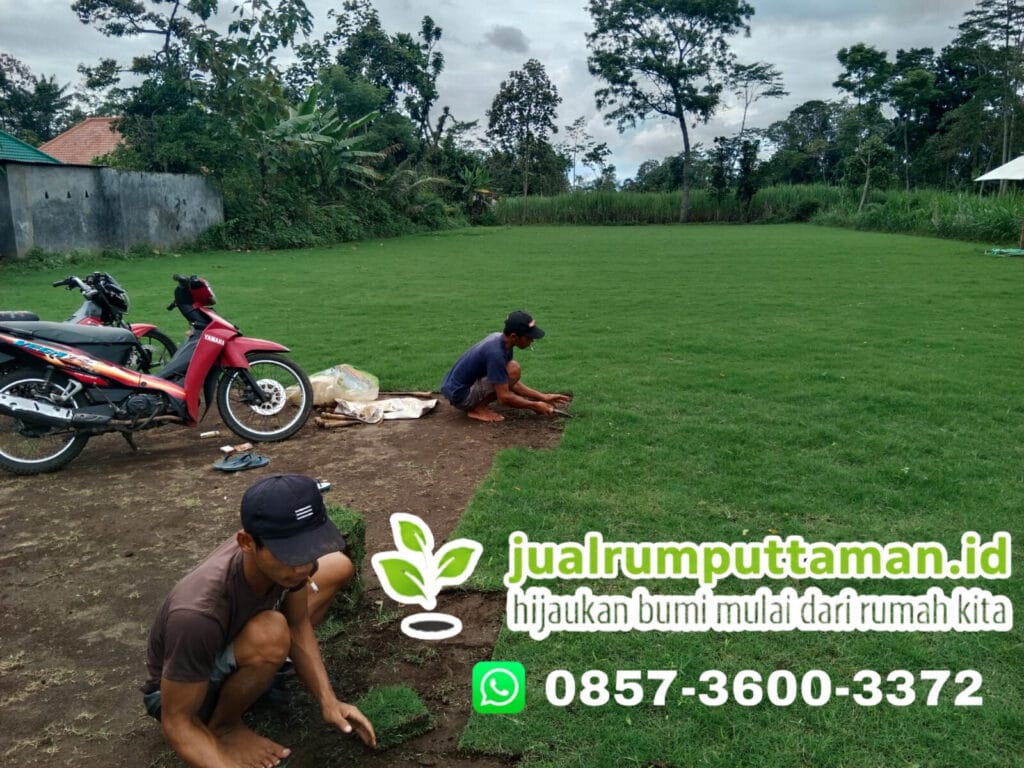 rumput taman purbalingga