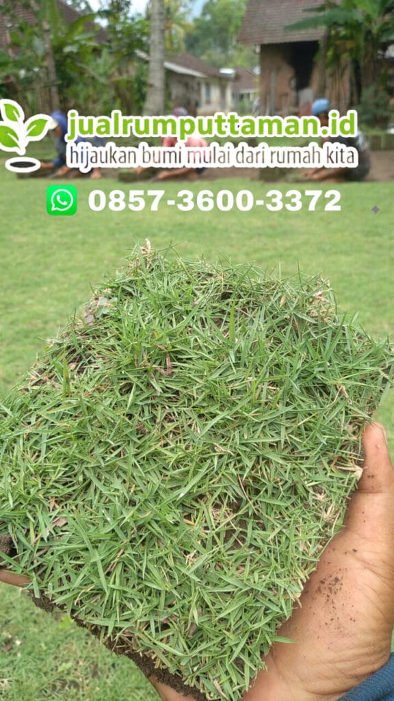 rumput jepang potongan kecil-kecil