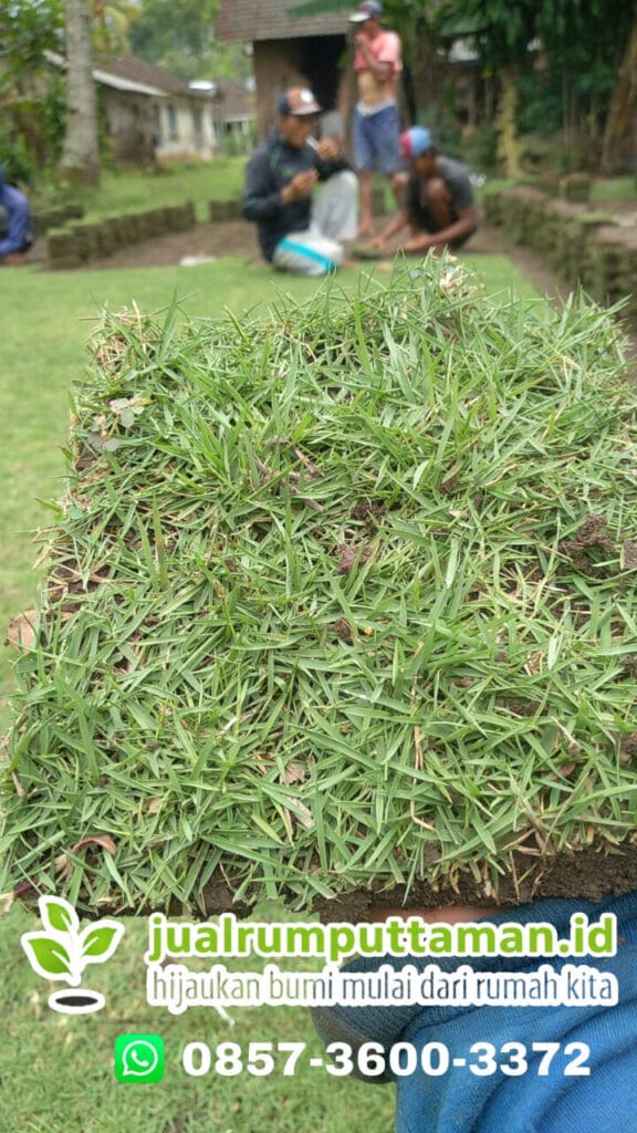 supplier rumput jepang cilacap