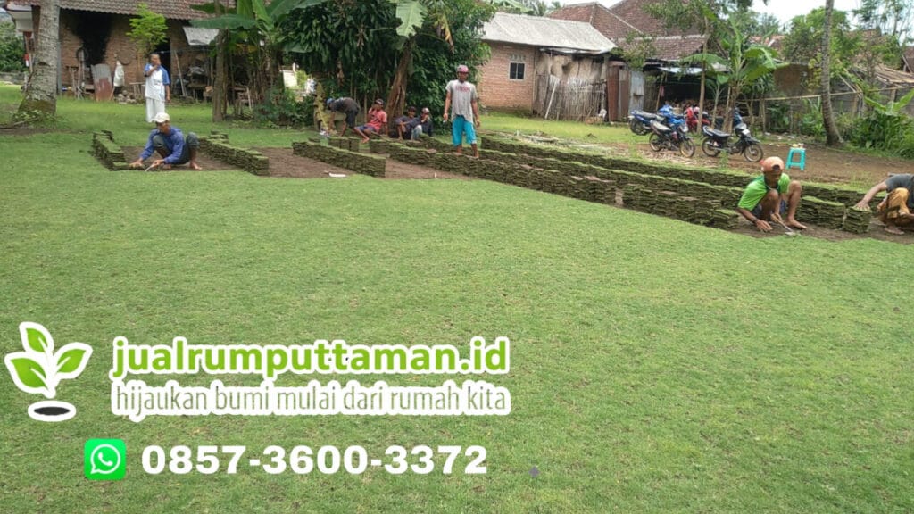 supplier rumput taman purbalingga