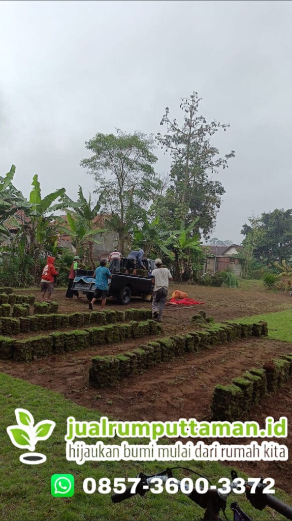 grosir rumput jepang kudus