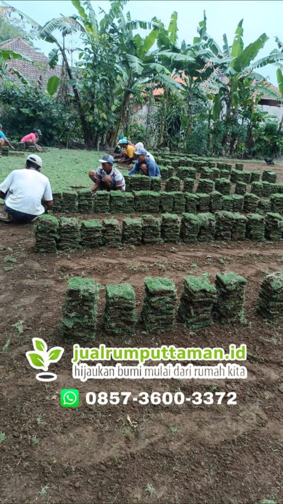 rumput-manila-bondowoso