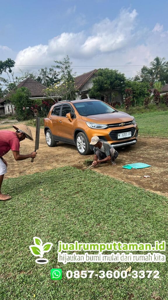 rumput-gajah-mini-bojonegoro