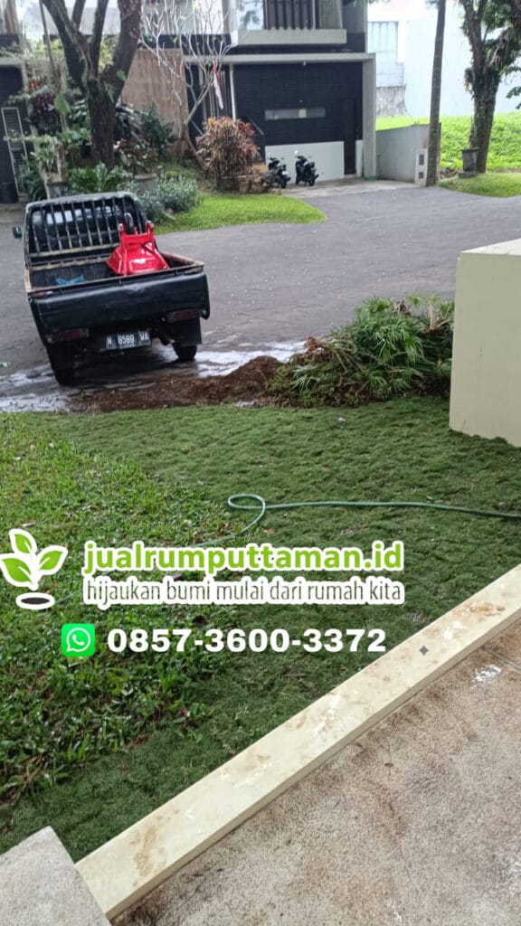 tanam rumput taman
