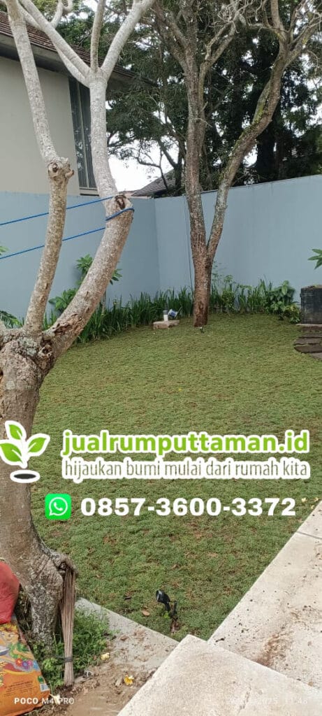 penanaman rumput jepang 