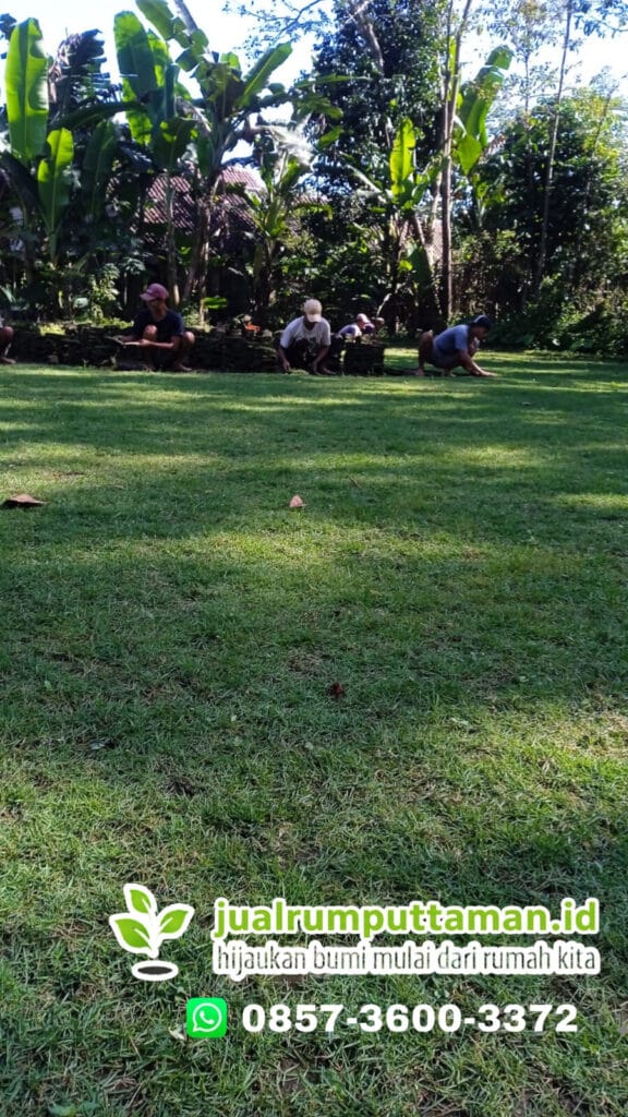supplier rumput jepang kebumen terbaik