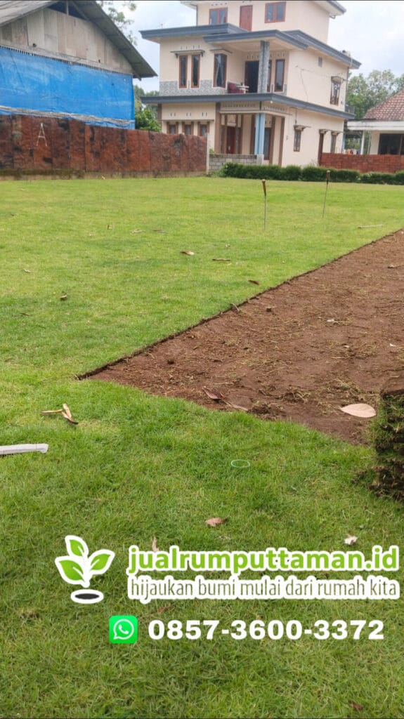 pengiriman rumput jepang dikebumen