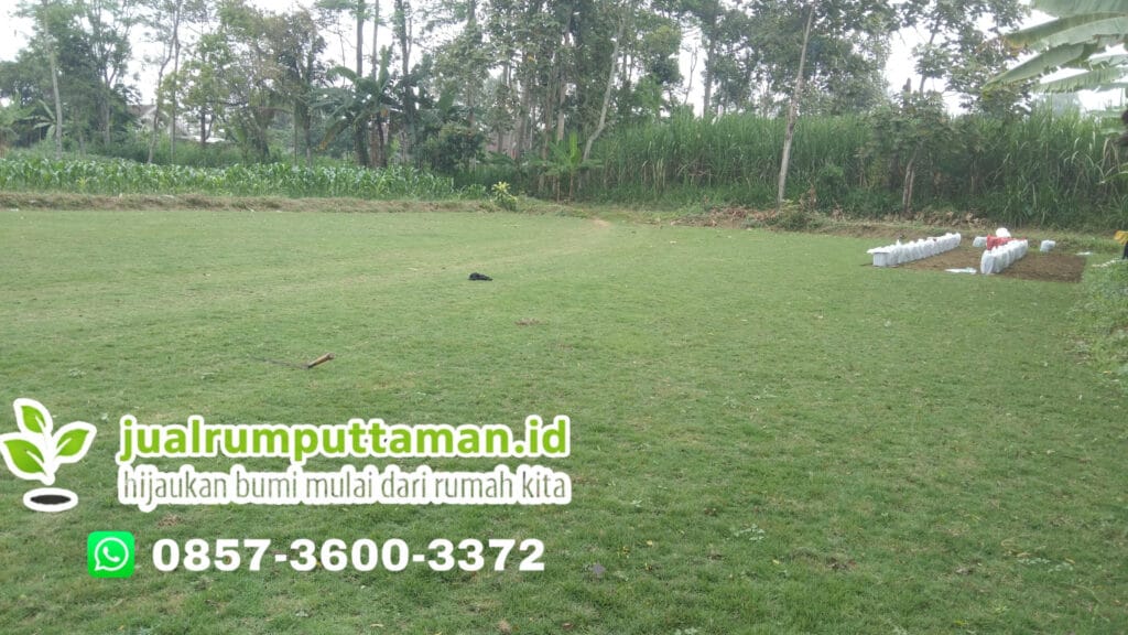 harga-rumput-jepang-banjarnegara-permeter.jpg
