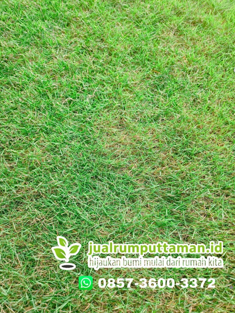 jual rumput swiss terbaik klaten