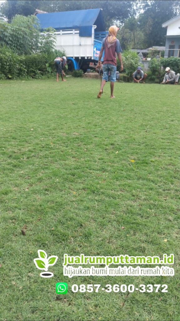 jual rumput jepang magelang