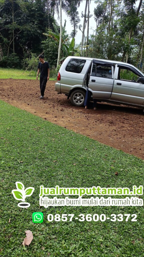 rumput taman terbaik magelang