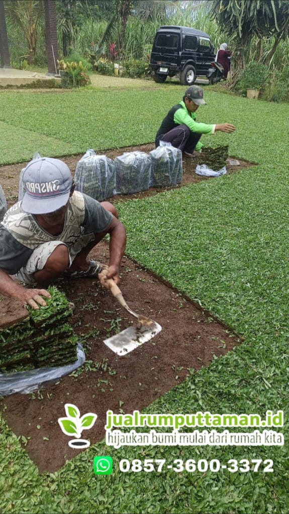 panen rumput gajah mini kediri
