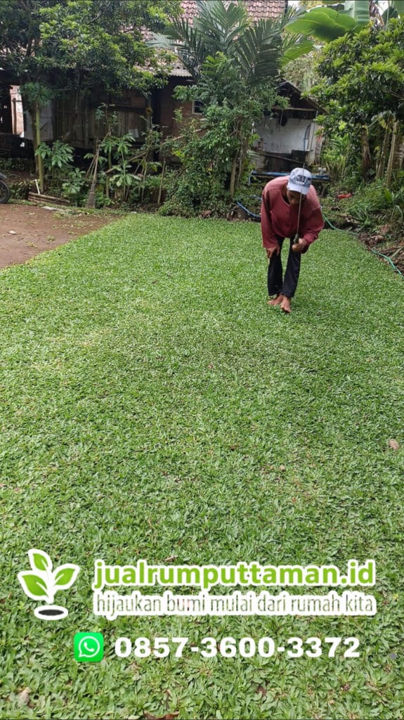 jual rumput gajah mini jombang