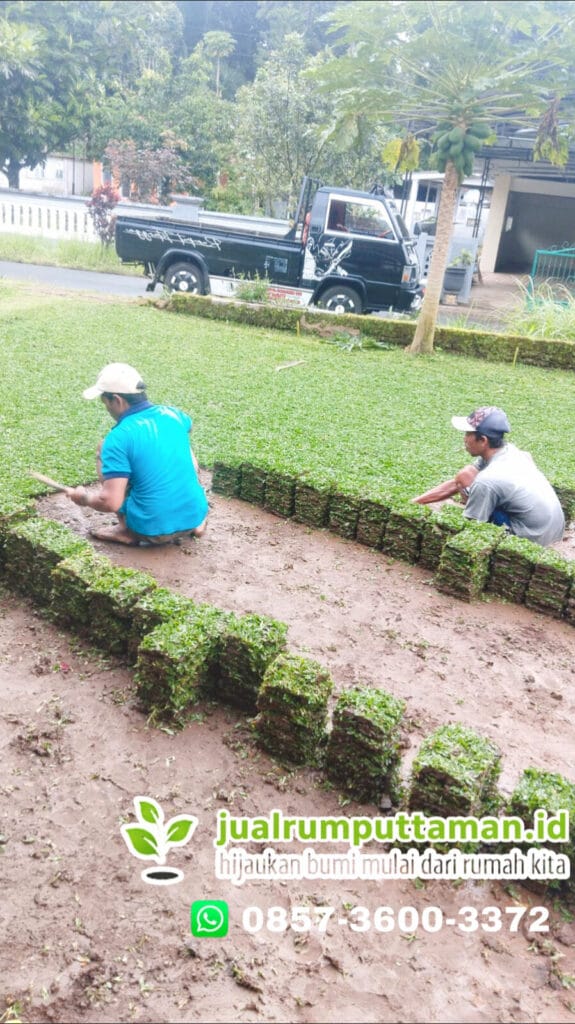 jual-rumput-gajah-mini-bojonegoro