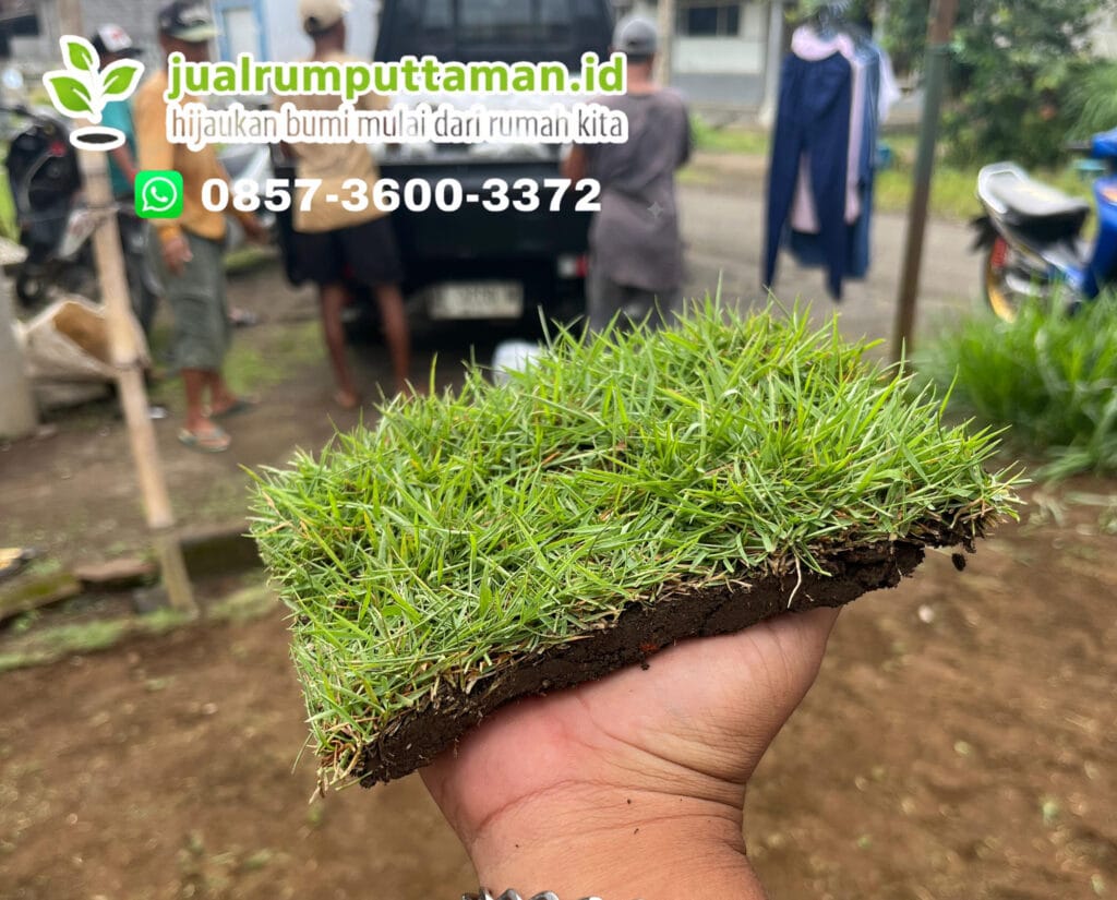 jual rumput jepang cilacap