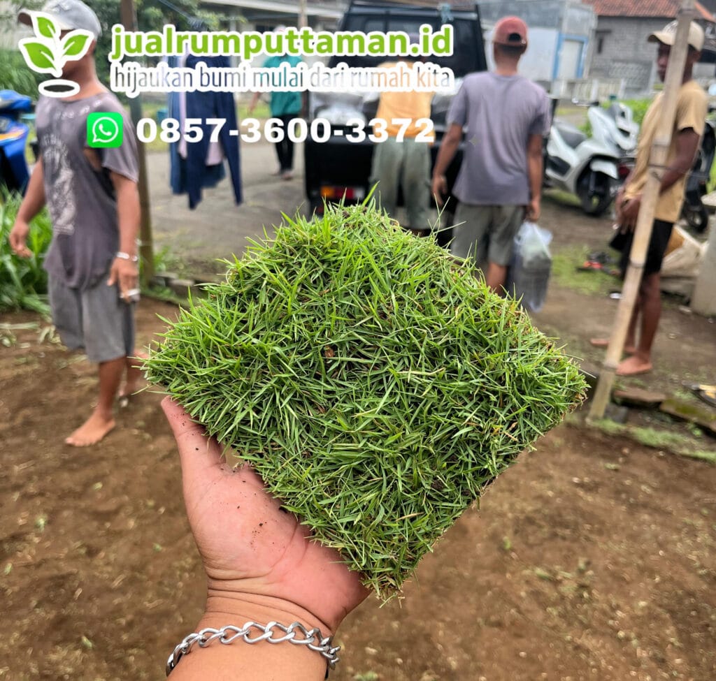 rumput jepang siap tanam