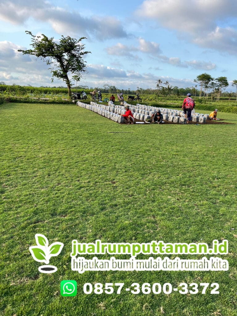 supplier rumput pandaan no1