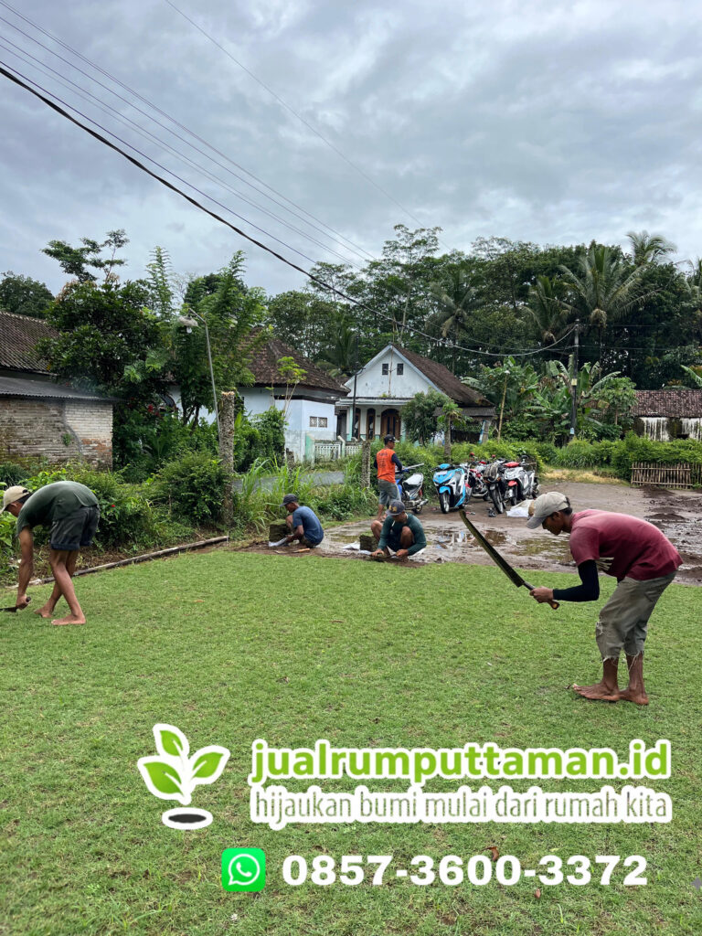 jual rumput taman bandung terbaik