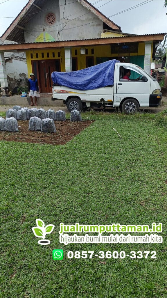 jual rumput gajah mini boyolali