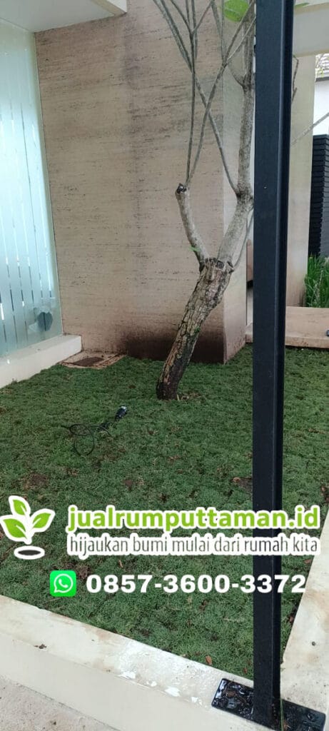 tanam rumput jepang rapi