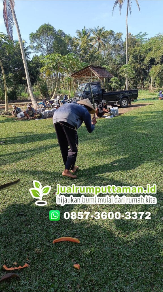 jual rumput kota malang termurah
