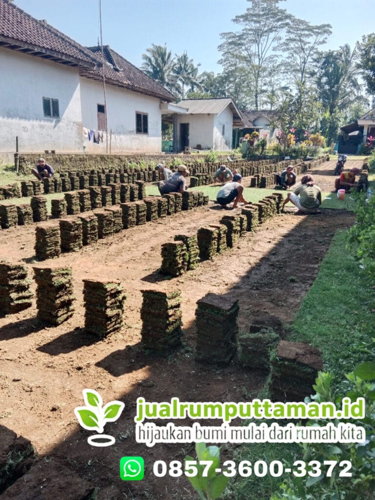 harga rumput golf terbaik banyumas