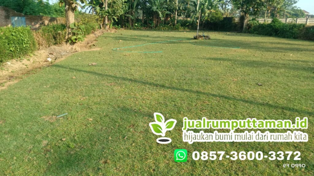 jual rumput taman terbaik kebumen
