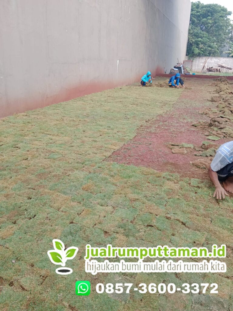 tanam rumput dilahan yg sudah siap