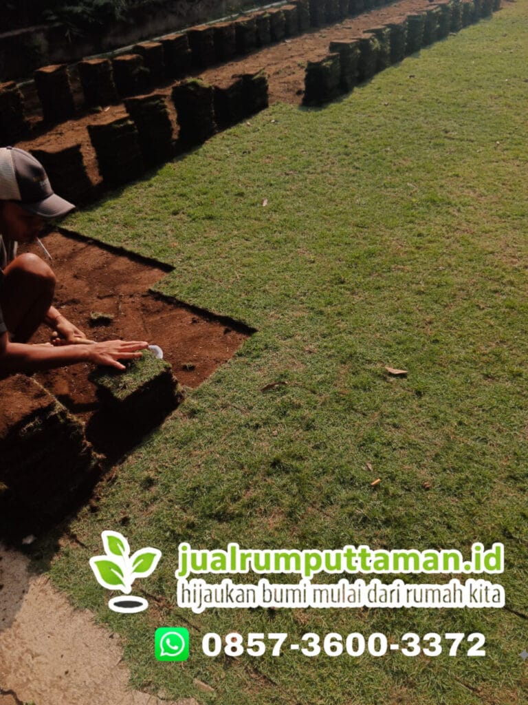 jual rumput taman surakarta