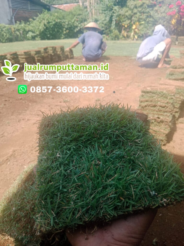rumput taman terbaik demak