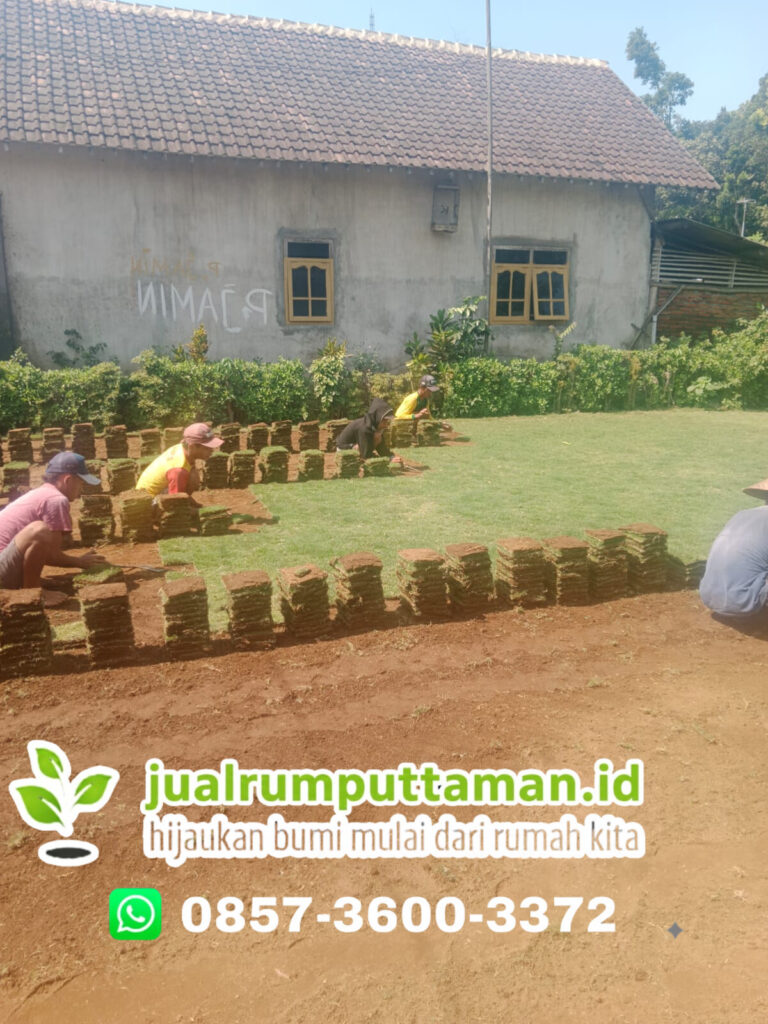 supplier rumput taman bandung barat