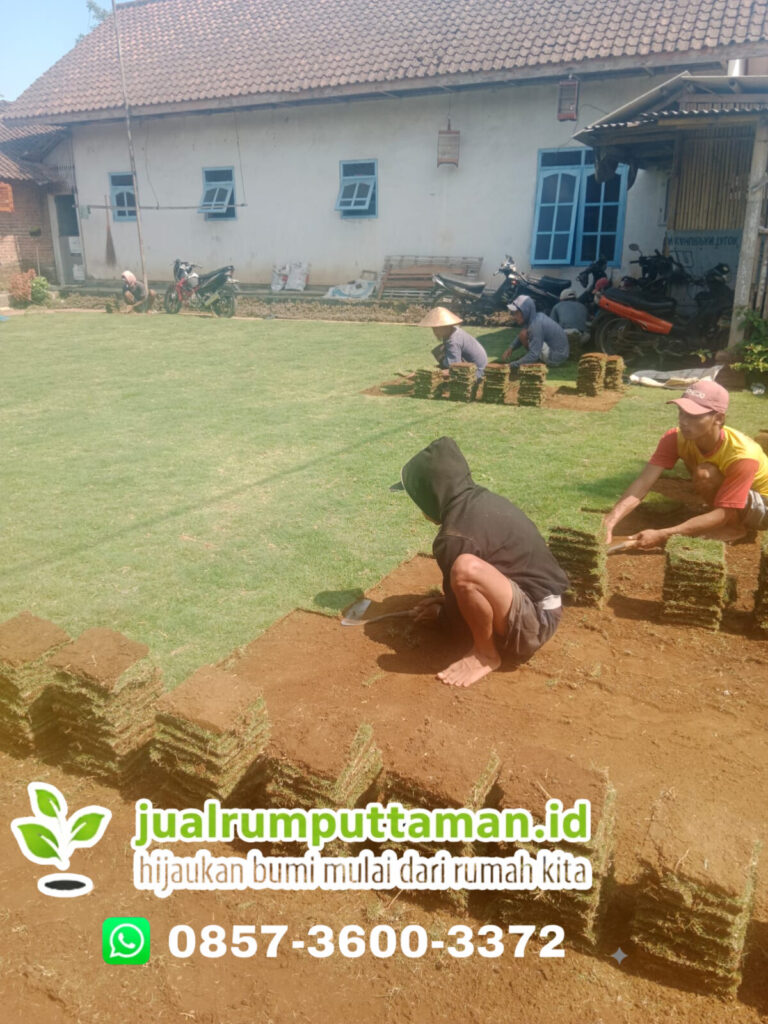 rumput taman terbaik bekasi