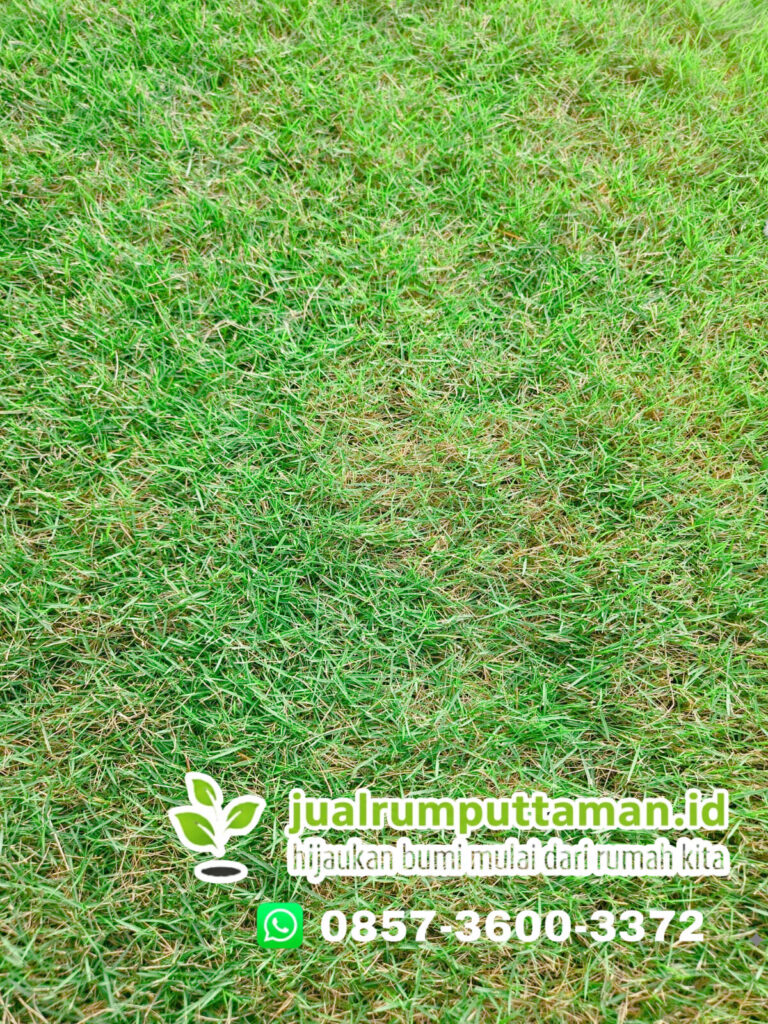 supplier rumput taman magelang