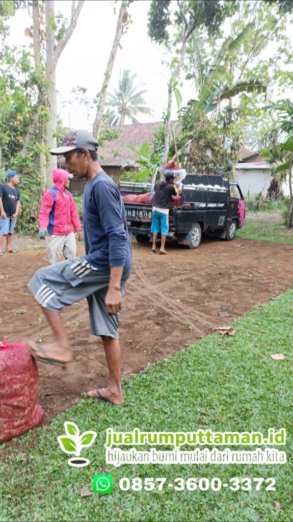 panen rumput gajah mini