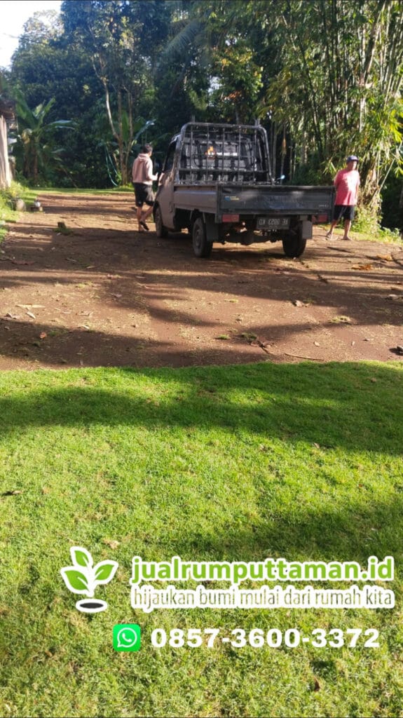 supplier rumput taman terbaik