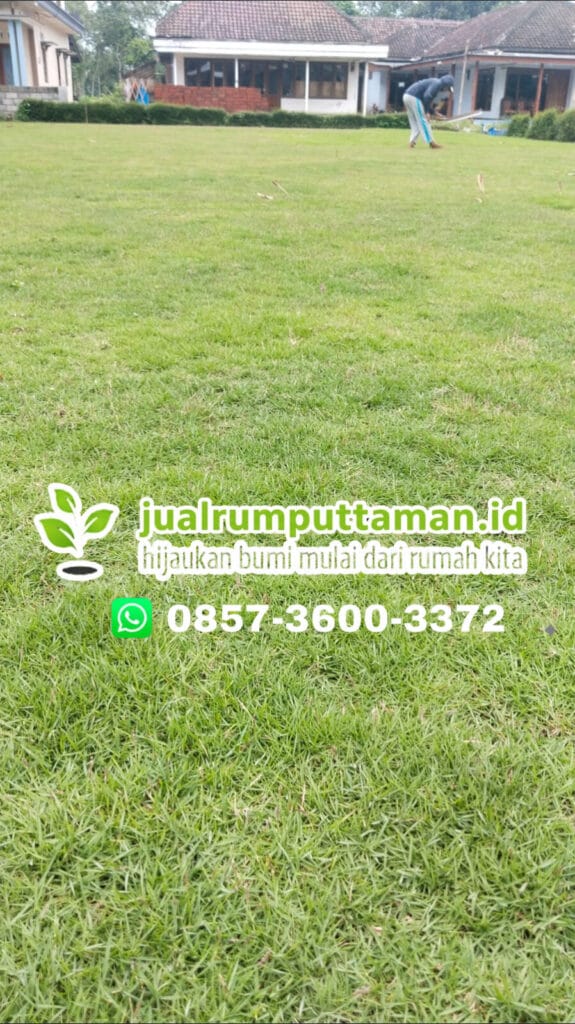 harga rumput taman boyolali