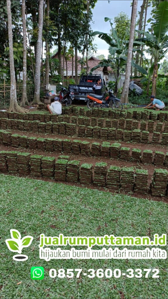 rumput gajah mini kota yogyakarta
