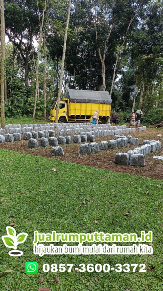 jual rumput gajah mini terdekat