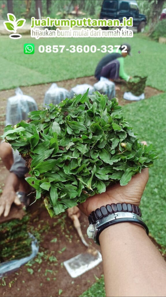 rumput taman terbaik