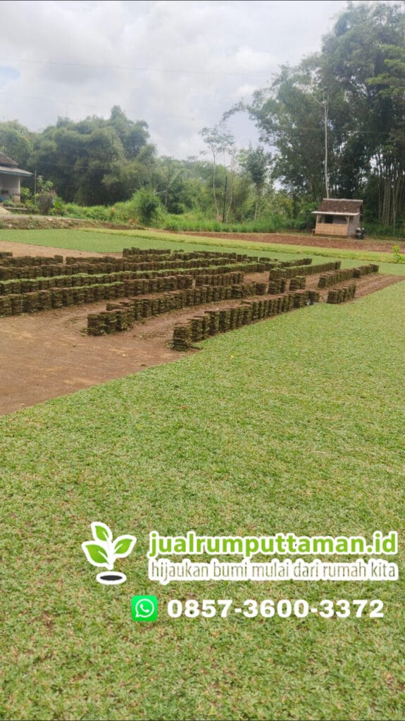 supplier rumput taman