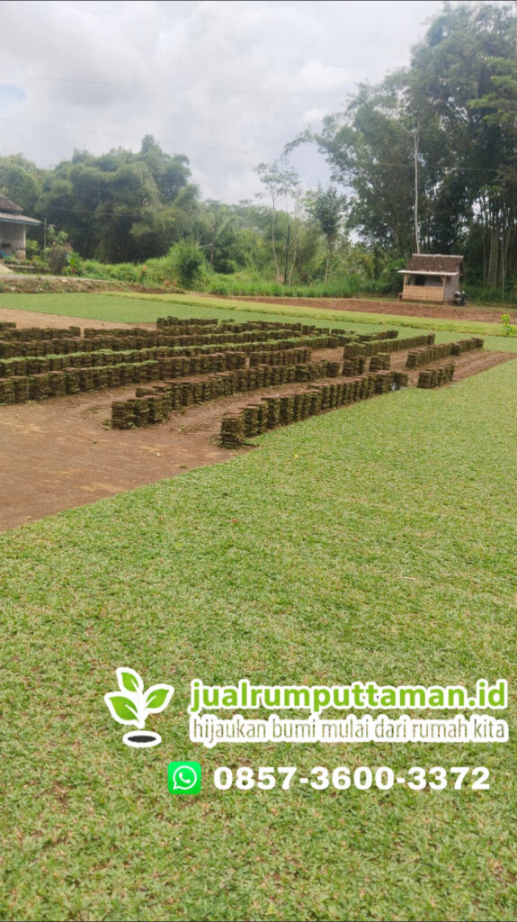 supplier rumput taman bekasi