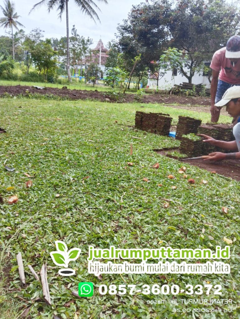 rumput gajah mini sleman