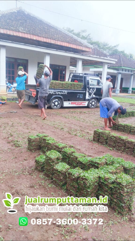 supplier rumput terbaru nganjuk