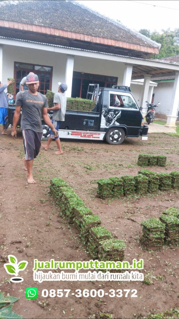 jual rumput taman semarang