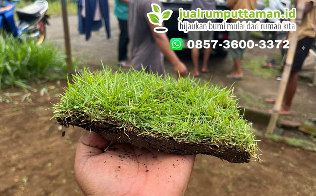 rumput taman terbaik blora