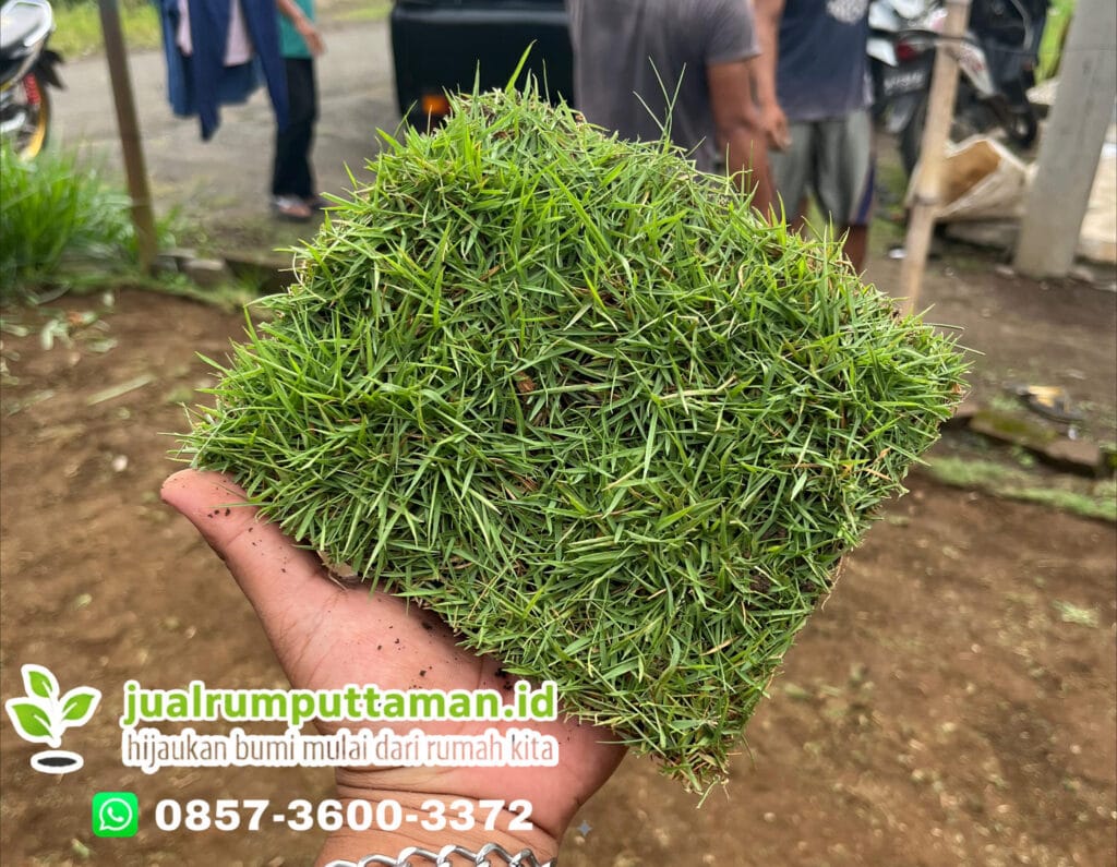 supplier rumput taman termurah kebumen
