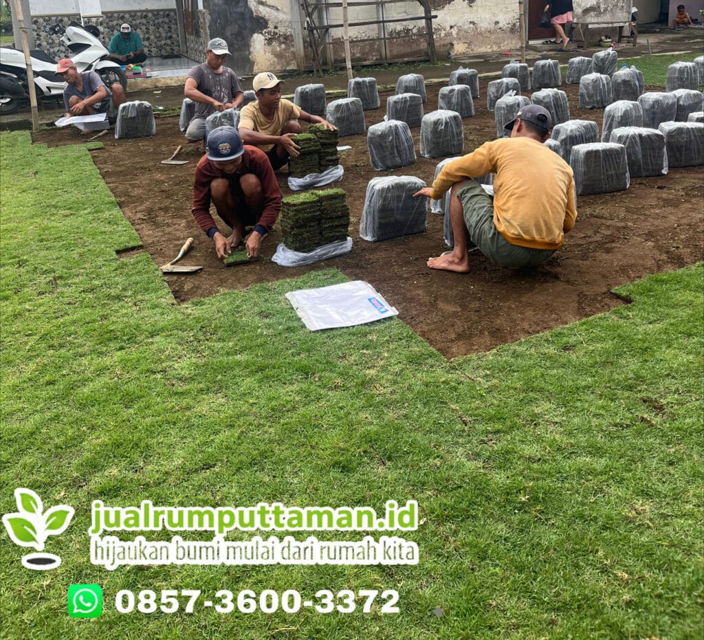 rumput taman terbaik sleman