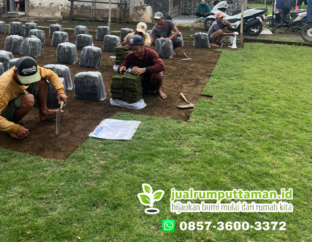 supplier rumput taman bekasi